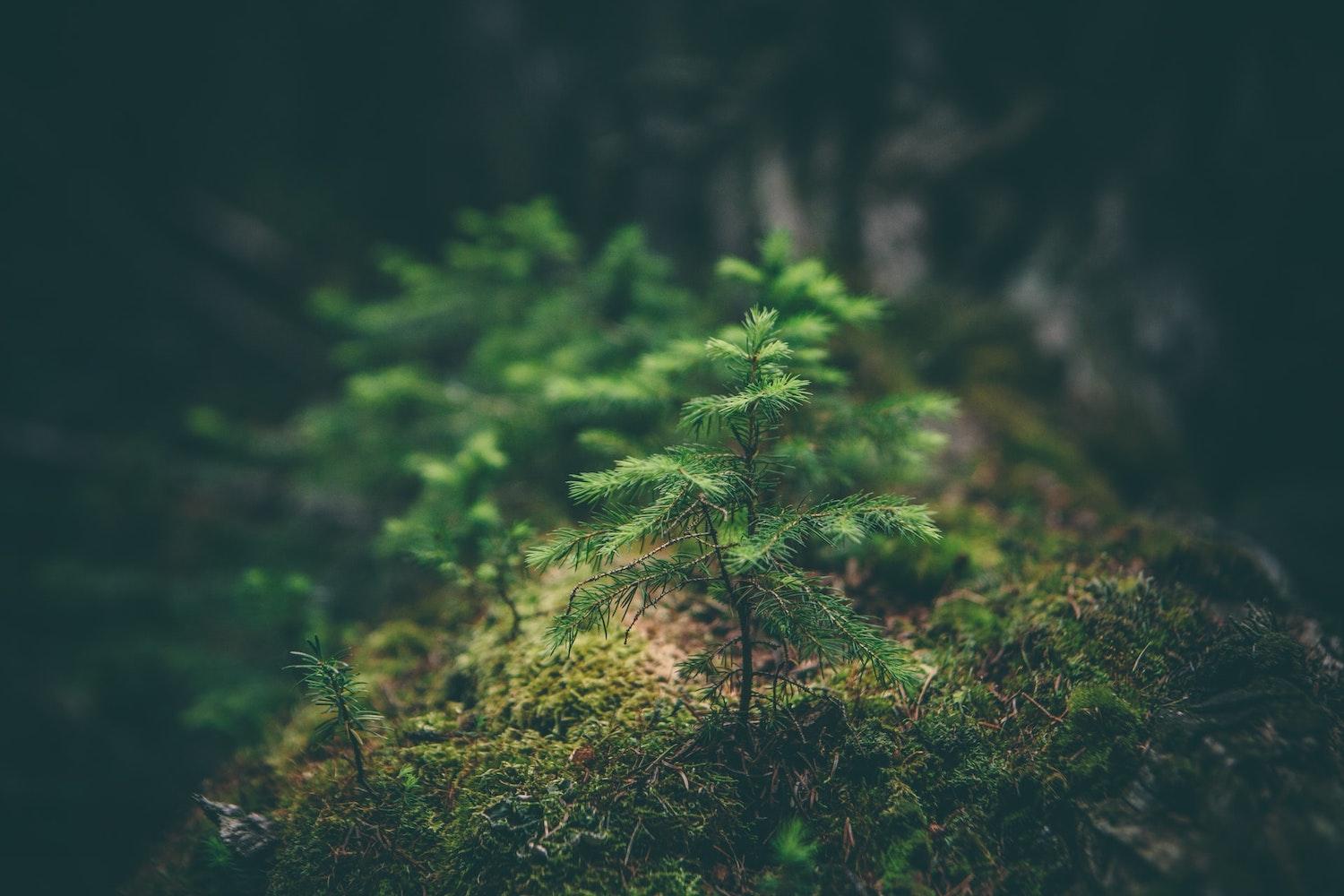 Certified Sustainable Forests